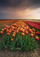 Nordholland blüht auf