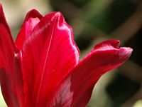 Frühlingsblumen-Sammlung