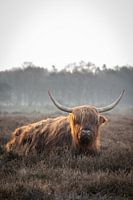 Schottischer Highlander