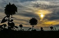 Op een warme zomer avond