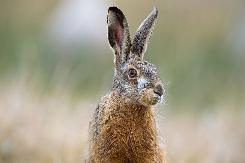 European Hare (Lepus europaeus) portrait in close up by Nature in Stock