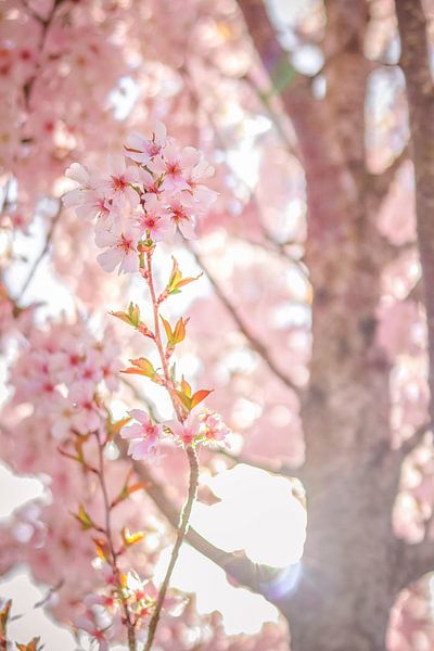 Cherry blossom in bloom by KevinFotografie