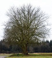 Schöner großer Baum auf Kamp Westerbork