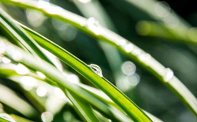 Regendruppels op grassprieten von Studio Mirabelle