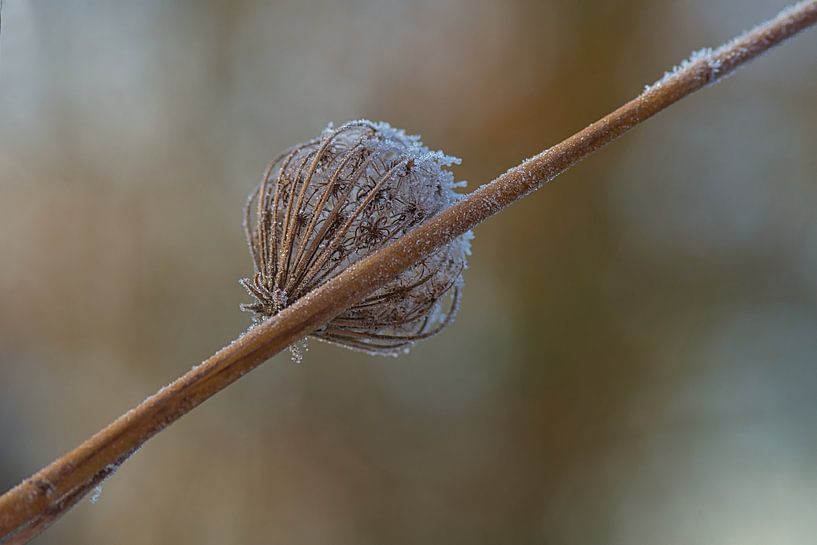Winterbild einer eisbedeckten, verwelkten Blumenzwiebel von Jolanda de Jong-Jansen