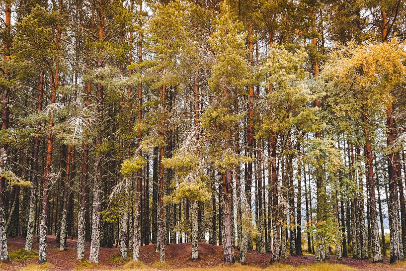 Autumn trees by Thea.Photo