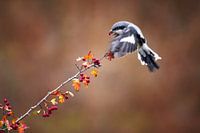 Pie-grièche aux couleurs de l'automne