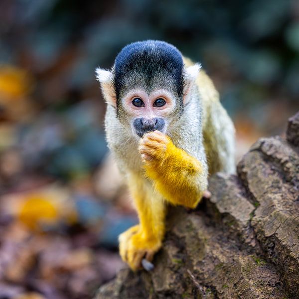 Black-capped squirrel monkey by Triki Photography