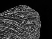 Abstrakte Fotografie | Ahornsamen