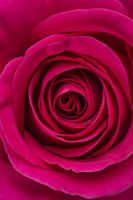 Close up of a pink rose