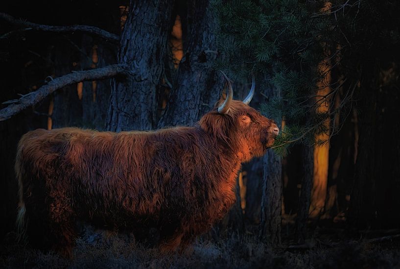 Im Licht von Arjen Noord