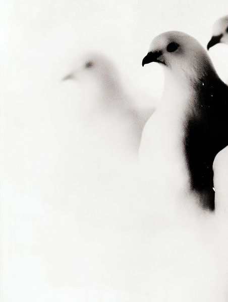 3 pigeons by Franka Poulain