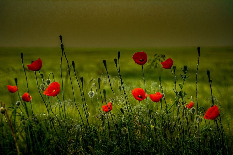 Mit Analogen Objektiv Wald Blume Wiese Feld Nebel von Johnny Flash