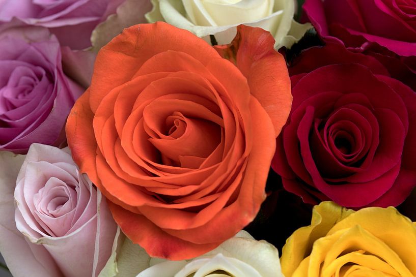 gros plan d'un bouquet de roses par W J Kok