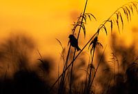 Bird in the reeds at sunset