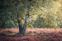 Birke, umgeben von blühendem Heidekraut