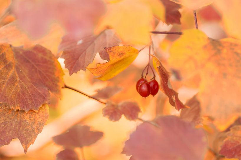Red berries among autumn leaves by Birgitte Bergman