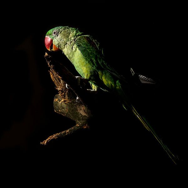 Psittacula eupatria von Rob Smit