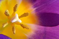 Close up of a purple-yellow tulip with pistil and stamen