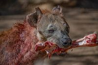 Hyena, bad to the bone