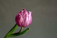 tulipe