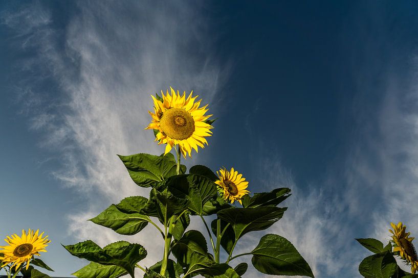 Zonnebloemen van Kees Rustenhoven
