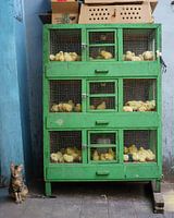 Die Katze und der Speck