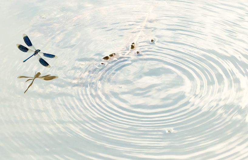 Weidebeekjuffer von Hennie Zeij