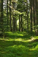 Im Wald