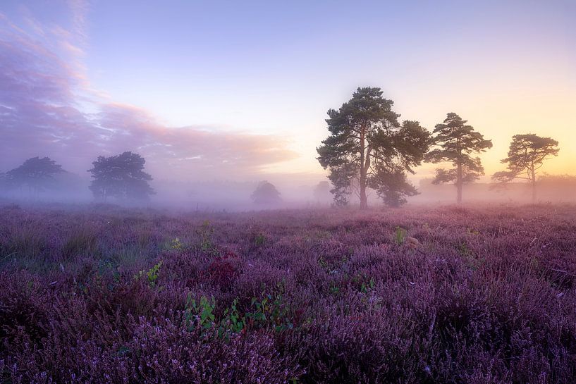 Sonnenaufgang über dem überhängenden Niedermoor von Jeroen Lagerwerf