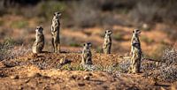 Suricates à Oudtshoorn (Afrique du Sud).