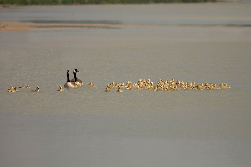 Unterstand für Kanadagänse von Tanja van Beuningen