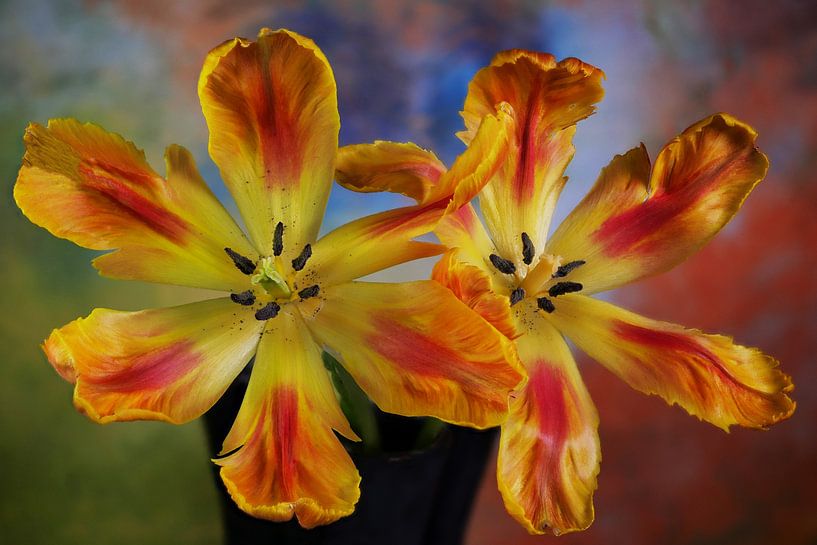 Tulpen-Duo von Bart Uijterlinde