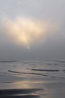 5 mouettes s'envolent dans le brouillard au-dessus de la mer - La Haye