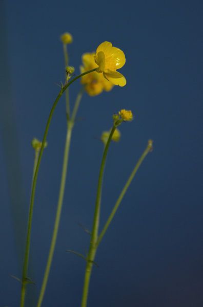 Hahnenfuß von Anke Winters