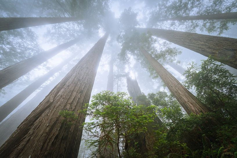 Looking up by Edwin Mooijaart