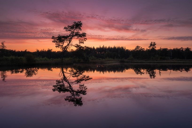 Tree of hope by Jan Koppelaar Fotografie