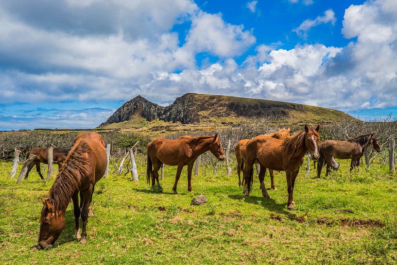 Horses on Easter Island by Ivo de Rooij