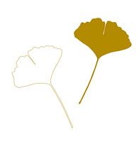 Blatt des Ginkgo Biloba oder Tempelbaums, Japandi