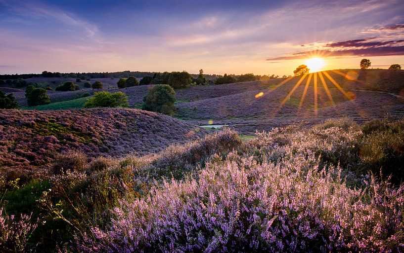 Sunset blooming heather by Pieter van Dieren (pidi.photo)