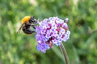 Hummel in Nahaufnahme am Nektar einer Blüte von Verbena bonariensis