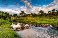 Stream in a green landscape