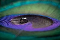 Pfauenfeder mit Tropfen