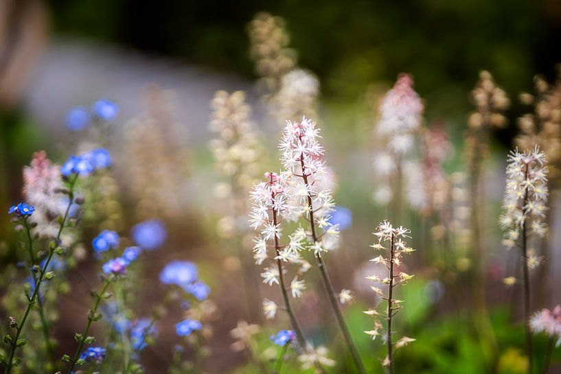 Flower meadow by Gentleman of Decay