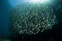 School of fish under the pier of Arborek