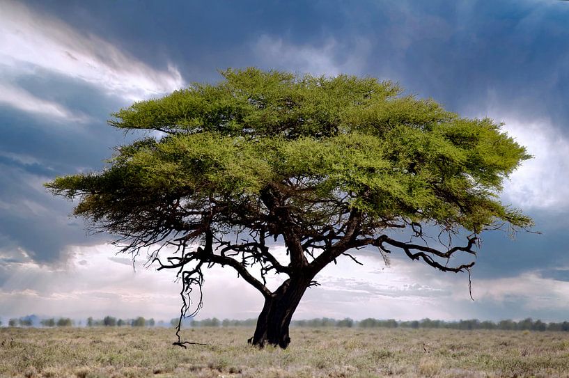 Baum im Etosha Nationalpark, Namibia von WiWo
