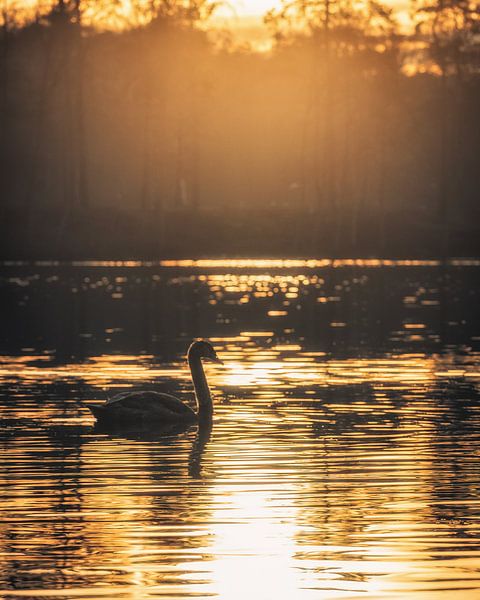 Swan at sunset by Steffen Peters