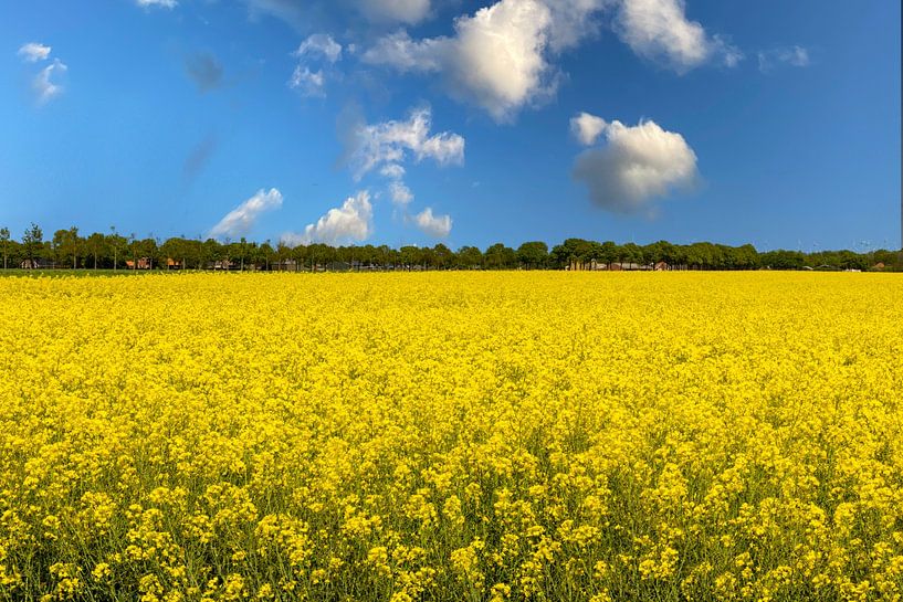 Rapeseed fields in the Netherlands. by Gert Hilbink