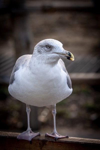 Meeuw by Kevin Vervoort