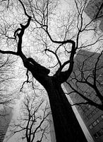 Skurrile kahle Bäume auf der Blaak